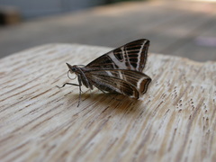 Phrataria transcissata