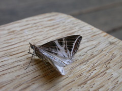 Phrataria transcissata
