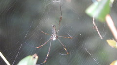 Trichonephila clavipes