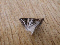 Phrataria transcissata