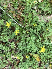 Tauschia texana