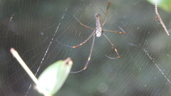 Trichonephila clavipes