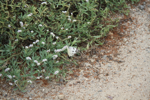 iNaturalist observation photo of Checkered White