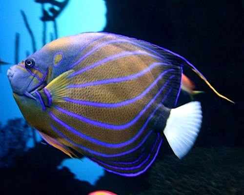 Pomacanthus annularis