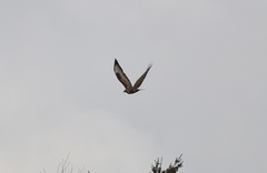 Buteo buteo