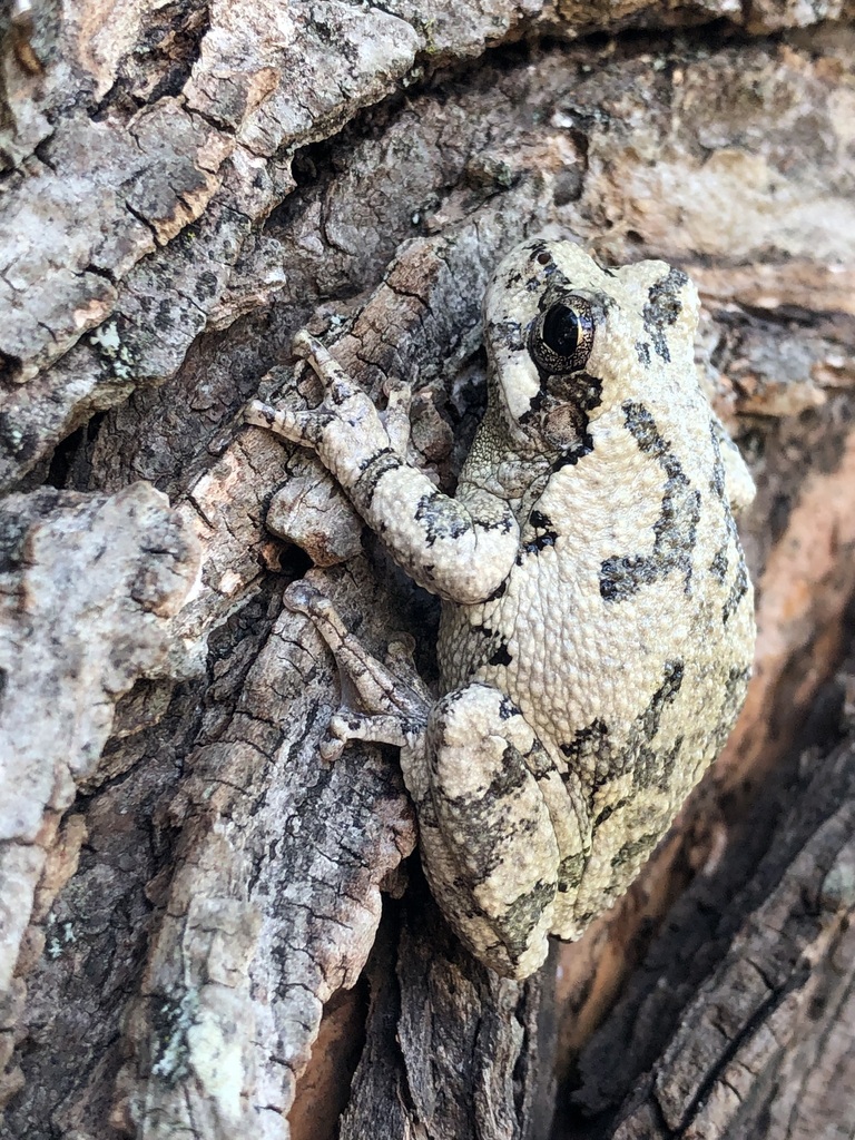 Gray Treefrog Species Complex from Mountain Home, AR, USA on August 19 ...