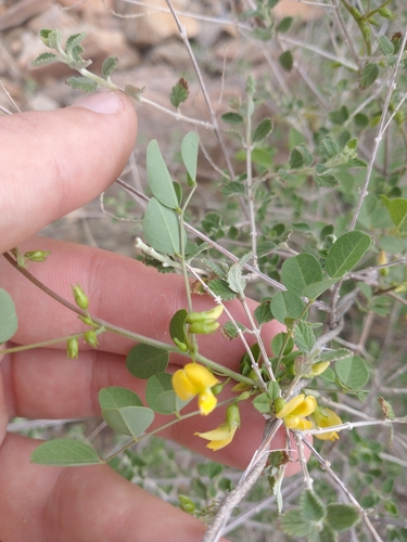 Image of Nissolia schottii by no rights reserved