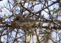 Polioptila nigriceps