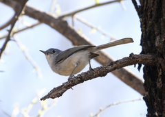 Polioptila nigriceps