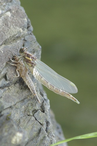 Arrow Clubtail photo 6