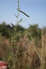 Tephrosia linearis