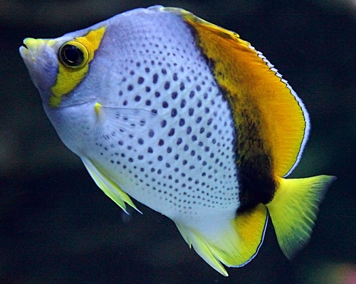 Marquesas Butterflyfish (Chaetodon Declivis) · INaturalist