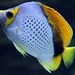 Marquesas Butterflyfish - Photo (c) Dennis White, some rights reserved (CC BY-NC), uploaded by Dennis White