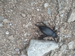 Eleodes eschscholtzii