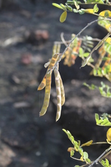 Tephrosia mossiensis