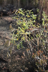 Tephrosia mossiensis