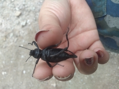 Eleodes eschscholtzii