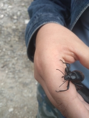 Eleodes eschscholtzii