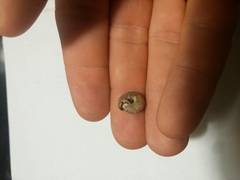 Daedalochila chisosensis