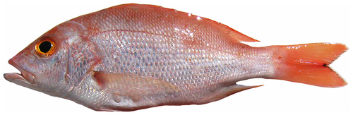 Northern Red Snapper