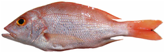 Caribbean Red Snapper