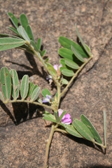 Tephrosia nana