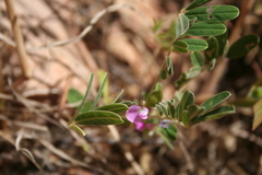 Tephrosia nana