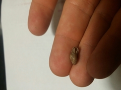 Daedalochila chisosensis