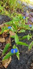 Commelina ensifolia