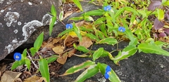 Commelina ensifolia