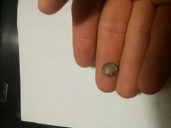 Daedalochila chisosensis