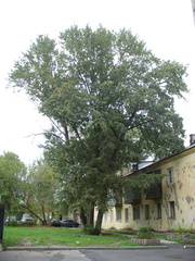 Populus longifolia