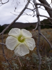 Ipomoea arborescens
