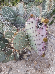 Opuntia gosseliniana