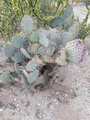 Opuntia gosseliniana