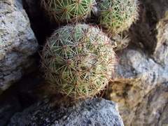 Escobaria chihuahuensis