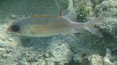 Holocentrus adscensionis