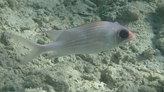 Holocentrus adscensionis