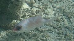 Holocentrus adscensionis