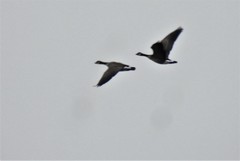 Branta hutchinsii hutchinsii