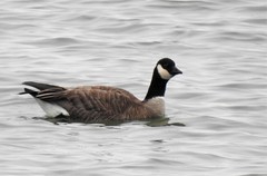 Branta hutchinsii hutchinsii