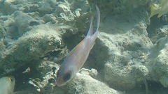 Holocentrus adscensionis