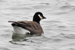 Branta hutchinsii hutchinsii