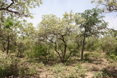 Terminalia albida