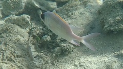 Holocentrus adscensionis