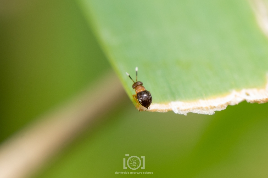 Encyrtid parasitoid