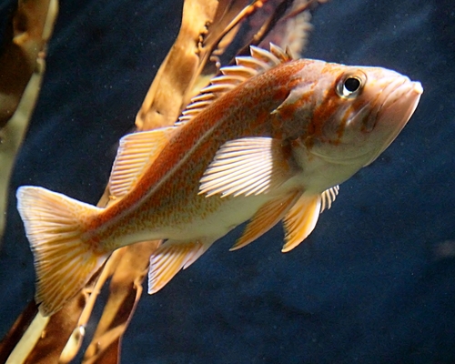 Sebastes ruberrimus