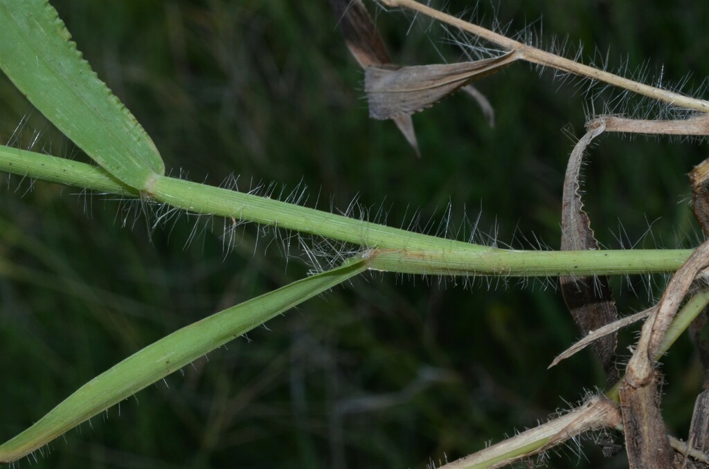 Hairy Crabgrass