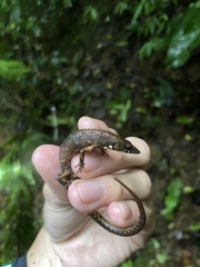 Uzzell's Neusticurus photo 3