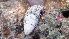 Clibanarius tricolor